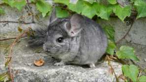 Koliko činčil živijo doma